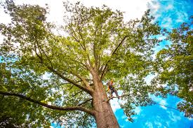 Best Tree Mulching  in Meadow Oaks, FL