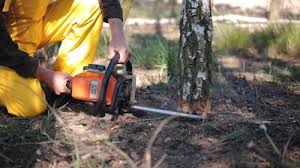 Tree and Shrub Care in Meadow Oaks, FL